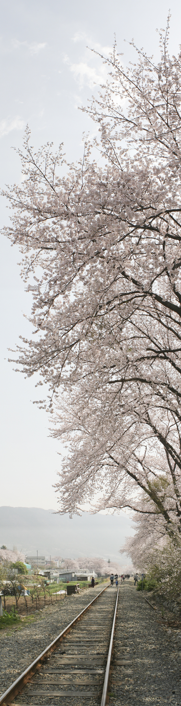 sakura_panorama.jpg